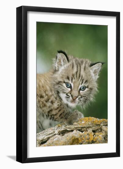 Bobcat Close-Up of Kitten-null-Framed Photographic Print