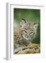 Bobcat Close-Up of Kitten-null-Framed Photographic Print