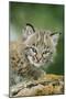Bobcat Close-Up of Kitten-null-Mounted Photographic Print