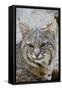 Bobcat Closeup-Hal Beral-Framed Stretched Canvas