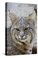 Bobcat Closeup-Hal Beral-Stretched Canvas