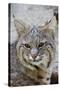 Bobcat Closeup-Hal Beral-Stretched Canvas