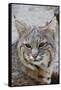 Bobcat Closeup-Hal Beral-Framed Stretched Canvas