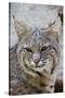 Bobcat Closeup-Hal Beral-Stretched Canvas