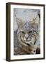 Bobcat Closeup-Hal Beral-Framed Photographic Print