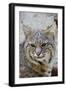 Bobcat Closeup-Hal Beral-Framed Photographic Print