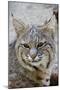 Bobcat Closeup-Hal Beral-Mounted Photographic Print