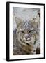 Bobcat Closeup-Hal Beral-Framed Photographic Print