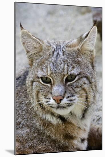 Bobcat Closeup-Hal Beral-Mounted Photographic Print