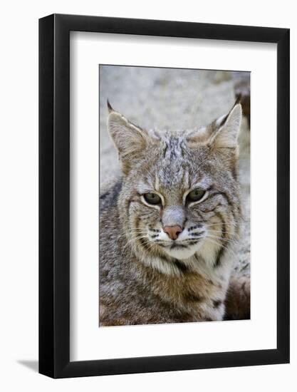 Bobcat Closeup-Hal Beral-Framed Photographic Print
