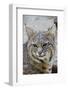 Bobcat Closeup-Hal Beral-Framed Photographic Print