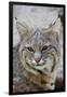 Bobcat Closeup-Hal Beral-Framed Photographic Print