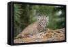 Bobcat Cub Climbing on Rock, 1 Month Old-null-Framed Stretched Canvas