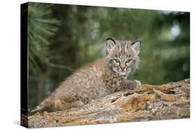 Bobcat Cub Climbing on Rock, 1 Month Old-null-Stretched Canvas