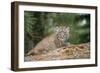 Bobcat Cub Climbing on Rock, 1 Month Old-null-Framed Photographic Print