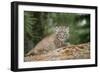 Bobcat Cub Climbing on Rock, 1 Month Old-null-Framed Photographic Print