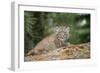 Bobcat Cub Climbing on Rock, 1 Month Old-null-Framed Photographic Print