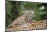 Bobcat Cub Climbing on Rock, 1 Month Old-null-Mounted Photographic Print