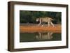 Bobcat drinking at pond on hot summer afternoon.-Larry Ditto-Framed Photographic Print