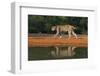 Bobcat drinking at pond on hot summer afternoon.-Larry Ditto-Framed Photographic Print
