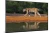 Bobcat drinking at pond on hot summer afternoon.-Larry Ditto-Mounted Photographic Print