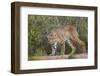 Bobcat drinking at pond on hot summer afternoon.-Larry Ditto-Framed Photographic Print