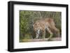 Bobcat drinking at pond on hot summer afternoon.-Larry Ditto-Framed Photographic Print