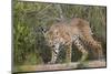 Bobcat drinking at pond on hot summer afternoon.-Larry Ditto-Mounted Photographic Print