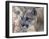 Bobcat Hz 17 2-Robert Michaud-Framed Giclee Print