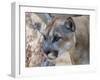 Bobcat Hz 17 2-Robert Michaud-Framed Giclee Print