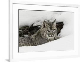 Bobcat in snow, Montana-Adam Jones-Framed Premium Photographic Print