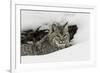 Bobcat in snow, Montana-Adam Jones-Framed Premium Photographic Print