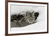 Bobcat in snow, Montana-Adam Jones-Framed Premium Photographic Print