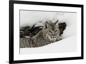 Bobcat in snow, Montana-Adam Jones-Framed Premium Photographic Print