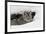 Bobcat in snow, Montana-Adam Jones-Framed Premium Photographic Print