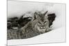 Bobcat in snow, Montana-Adam Jones-Mounted Premium Photographic Print