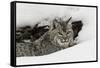 Bobcat in snow, Montana-Adam Jones-Framed Stretched Canvas