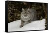 Bobcat in snow, Montana-Adam Jones-Framed Stretched Canvas