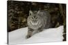 Bobcat in snow, Montana-Adam Jones-Stretched Canvas