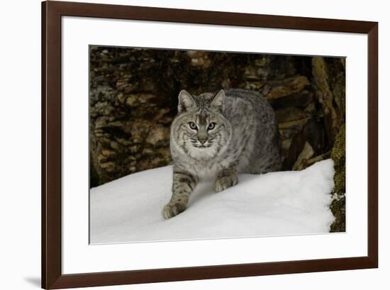 Bobcat in snow, Montana-Adam Jones-Framed Premium Photographic Print