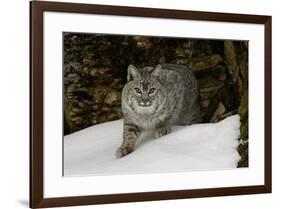 Bobcat in snow, Montana-Adam Jones-Framed Premium Photographic Print