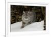 Bobcat in snow, Montana-Adam Jones-Framed Premium Photographic Print