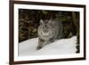 Bobcat in snow, Montana-Adam Jones-Framed Premium Photographic Print