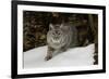 Bobcat in snow, Montana-Adam Jones-Framed Premium Photographic Print