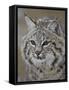 Bobcat in Snow, Near Bozeman, Montana, United States of America, North America-James Hager-Framed Stretched Canvas