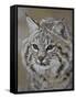 Bobcat in Snow, Near Bozeman, Montana, United States of America, North America-James Hager-Framed Stretched Canvas