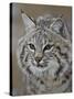 Bobcat in Snow, Near Bozeman, Montana, United States of America, North America-James Hager-Stretched Canvas