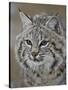 Bobcat in Snow, Near Bozeman, Montana, United States of America, North America-James Hager-Stretched Canvas