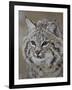 Bobcat in Snow, Near Bozeman, Montana, United States of America, North America-James Hager-Framed Premium Photographic Print