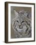 Bobcat in Snow, Near Bozeman, Montana, United States of America, North America-James Hager-Framed Photographic Print